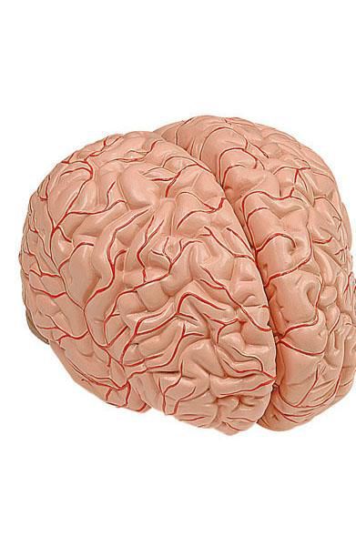 Brain anatomical model 6160.01 Altay Scientific