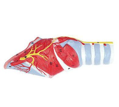 Larynx anatomical model 6120.11 Altay Scientific