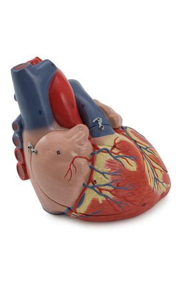 Heart anatomical model 6070.17 Altay Scientific