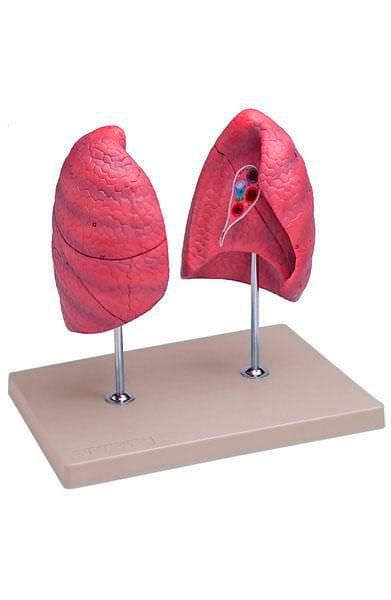 Lung anatomical model 6120.07 Altay Scientific
