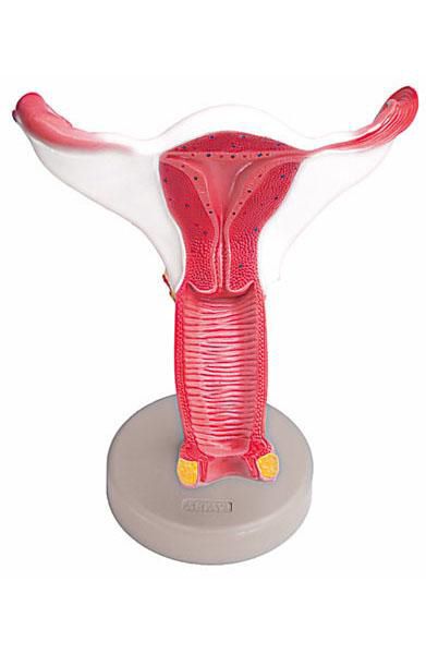 Female genital organ anatomical model 6180.09 Altay Scientific