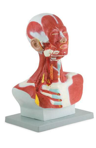 Muscular anatomical model 6030.10 Altay Scientific