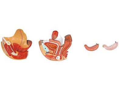 Female genital organ anatomical model 6180.15 Altay Scientific
