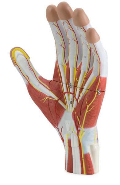 Hand anatomical model 6000.37 Altay Scientific