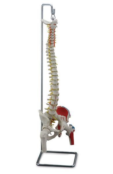 Vetebral column anatomical model / flexible / with removable pelvis / with muscle marking 6041.90 Altay Scientific
