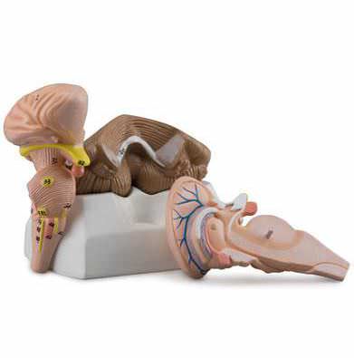 Brainstem anatomical model 6160.15 Altay Scientific
