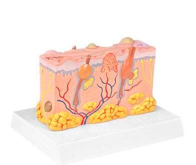 Skin pathology anatomical model 6202.03 Altay Scientific