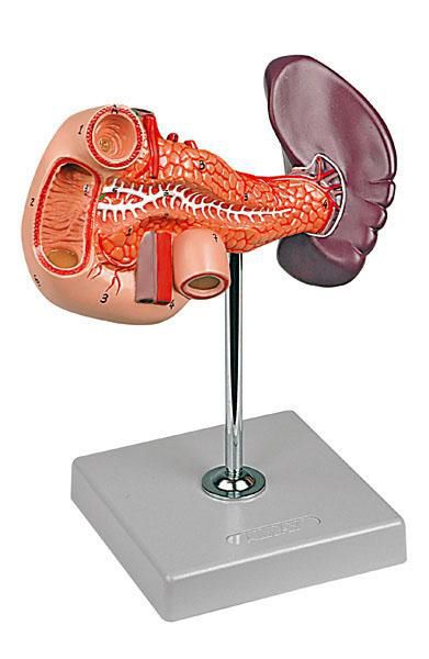 Pancreas anatomical model 6090.11 Altay Scientific