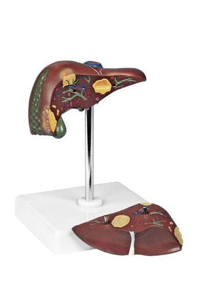 Liver anatomical model 6090.19 Altay Scientific