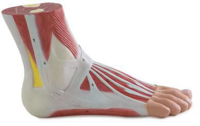 Muscle anatomical model / foot 6000.12 Altay Scientific