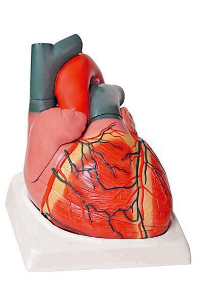 Heart anatomical model 6070.05 Altay Scientific