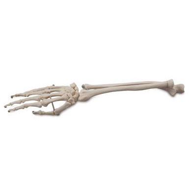 Skeleton anatomical model / radius / ulna / hand 6041.21 Altay Scientific