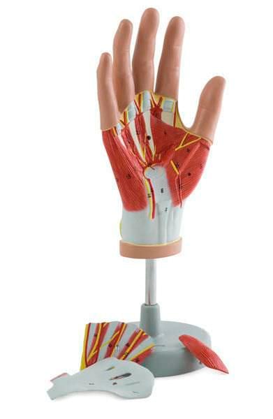 Muscle anatomical model / hand 6000.08 Altay Scientific