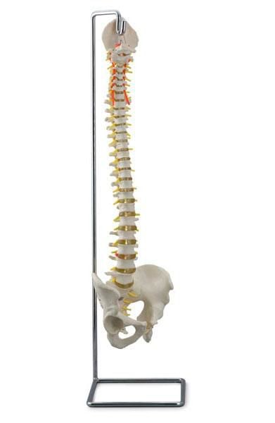 Vetebral column anatomical model / flexible 6041.06 Altay Scientific