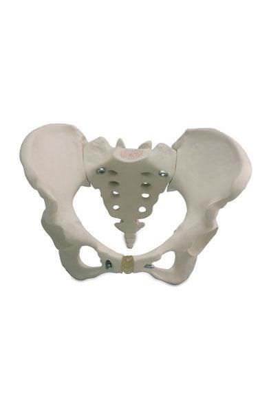 Pelvis anatomical model / skeleton / female 6041.12 Altay Scientific