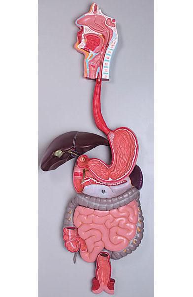 Digestive system anatomical model 6090.01 Altay Scientific
