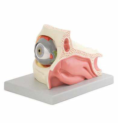 Eye anatomical model / with orbit 6210.04 Altay Scientific
