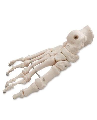 Foot anatomical model / skeleton 6041.40 Altay Scientific