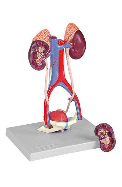 Urinary system anatomical model 6140.12 Altay Scientific
