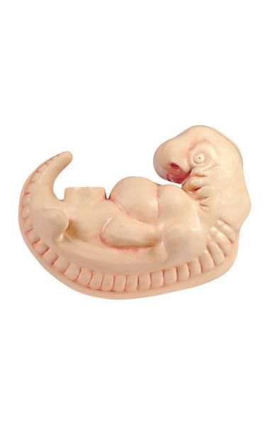 Embryo anatomical model 6180.24 Altay Scientific