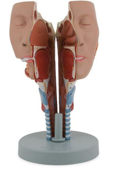 Head anatomical model 6030.11 Altay Scientific