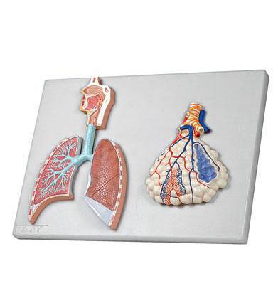 Respiratory system anatomical model 6120.02 Altay Scientific