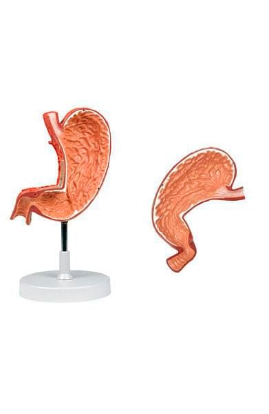 Stomach anatomical model 6090.13 Altay Scientific