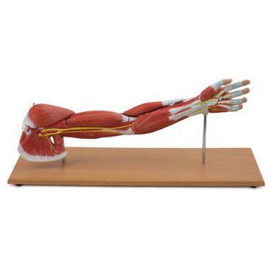 Arm anatomical model 6000.31 Altay Scientific