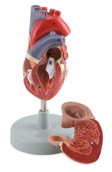 Heart anatomical model 6070.02 Altay Scientific
