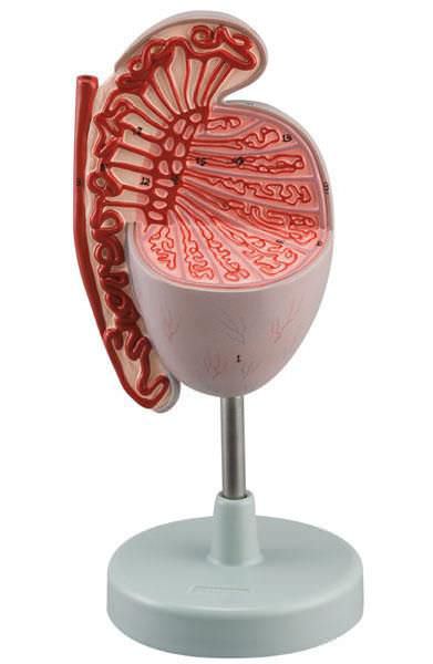Testicle anatomical model 6180.12 Altay Scientific