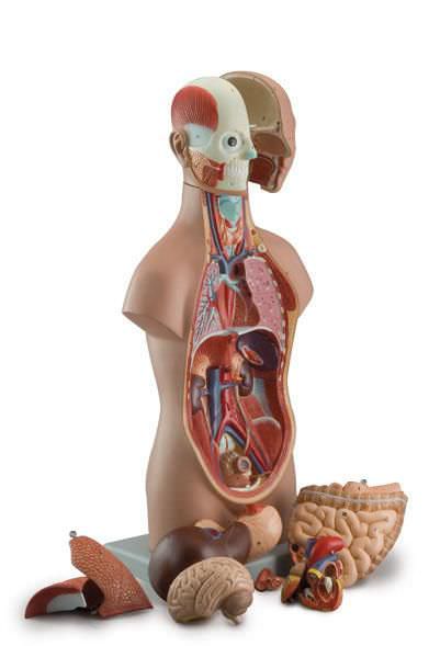 Torso anatomical model / unisex 6000.03 Altay Scientific