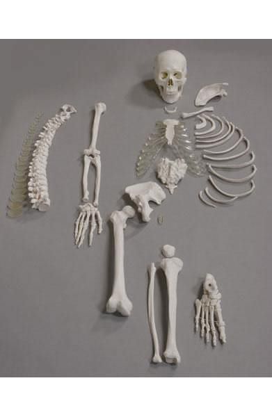 Skeleton anatomical model / disarticulated 6042.06 Altay Scientific