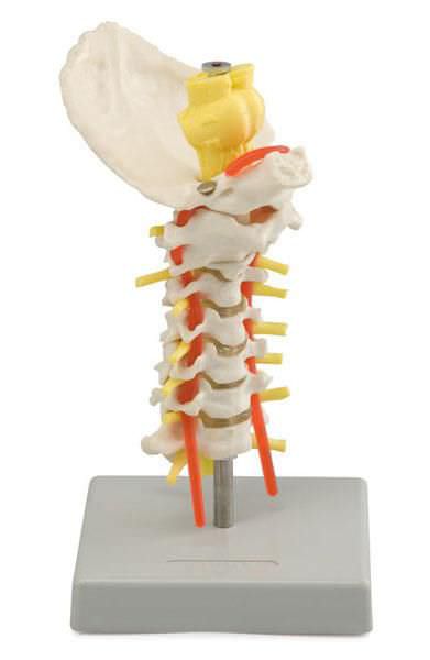 Cervical vertebra anatomical model 6041.85 Altay Scientific