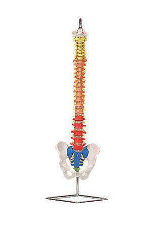 Vetebral column anatomical model / flexible 6041.95 Altay Scientific
