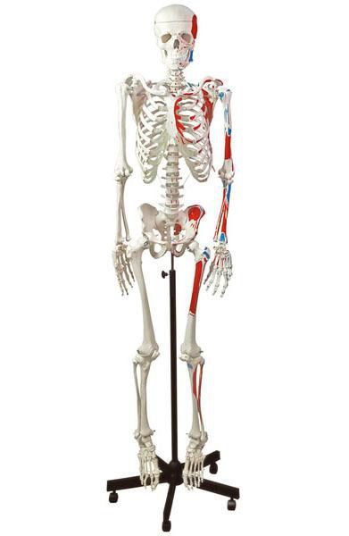 Skeleton anatomical model / with muscle marking 6041.03 Altay Scientific