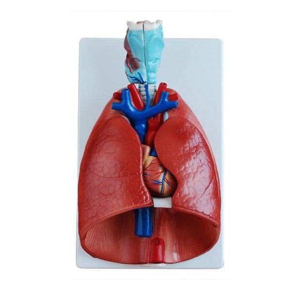 Respiratory system anatomical model YA/R011 YUAN TECHNOLOGY LIMITED