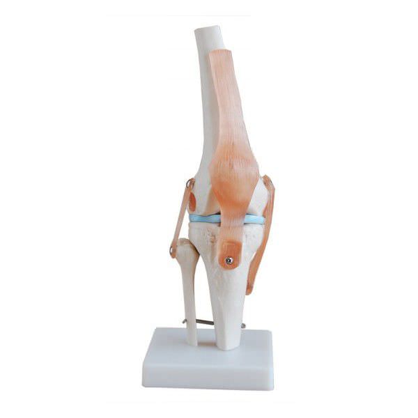 Knee anatomical model / joints YA/L045 YUAN TECHNOLOGY LIMITED
