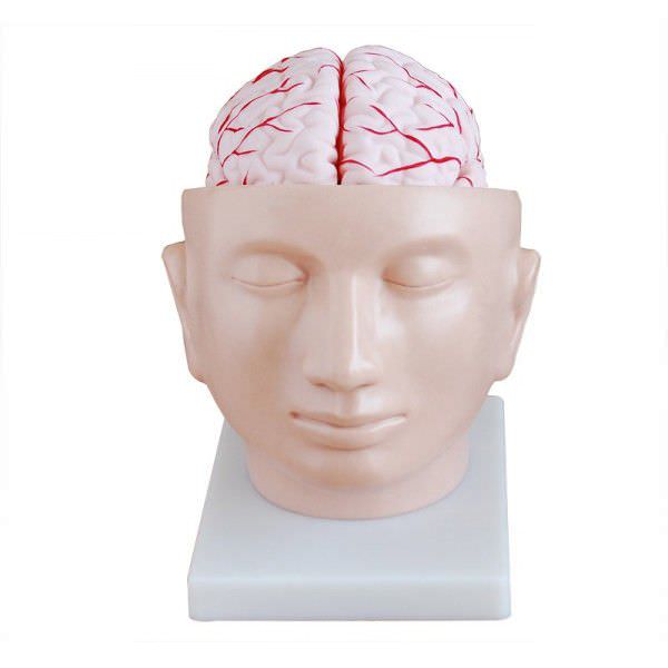 Head anatomical model YA/N028A YUAN TECHNOLOGY LIMITED