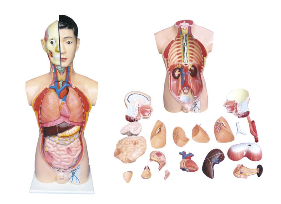 Torso anatomical model / male YA/T021 YUAN TECHNOLOGY LIMITED