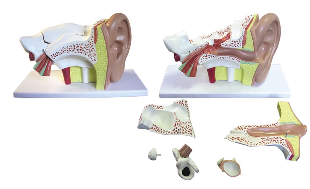 Ear canal anatomical model YA/S011 YUAN TECHNOLOGY LIMITED