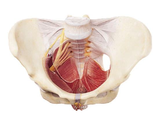 Pelvis anatomical model / female YA/U051B YUAN TECHNOLOGY LIMITED