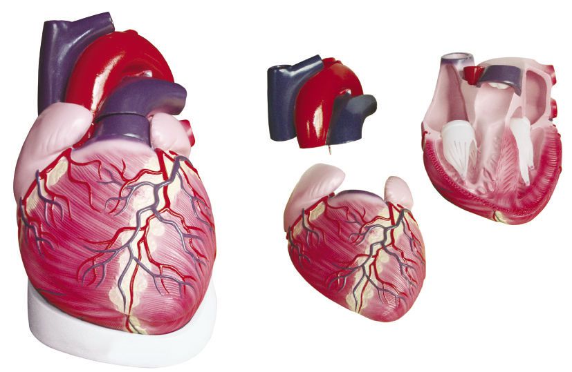 Heart anatomical model YA/C021 YUAN TECHNOLOGY LIMITED