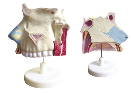 Nasal cavity anatomical model YA/R021B YUAN TECHNOLOGY LIMITED