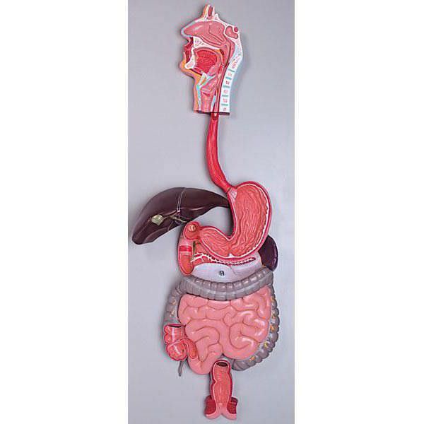 Digestive system anatomical model YA/D011 YUAN TECHNOLOGY LIMITED