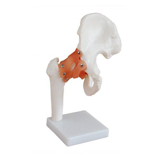 Hip anatomical model / joints YA/L044 YUAN TECHNOLOGY LIMITED