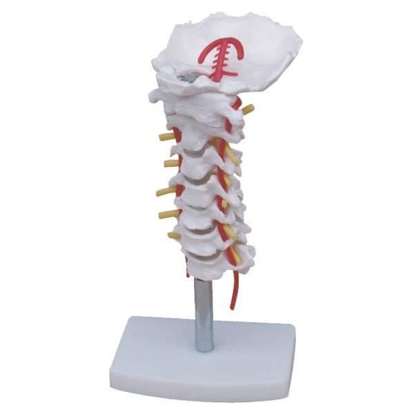 Cervical vertebra anatomical model YA/L032 YUAN TECHNOLOGY LIMITED