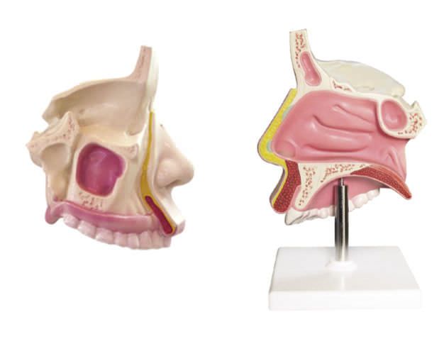 Nasal cavity anatomical model YA/R021 YUAN TECHNOLOGY LIMITED
