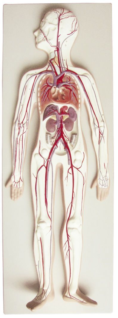 Circulatory system anatomical model YA/C011 YUAN TECHNOLOGY LIMITED