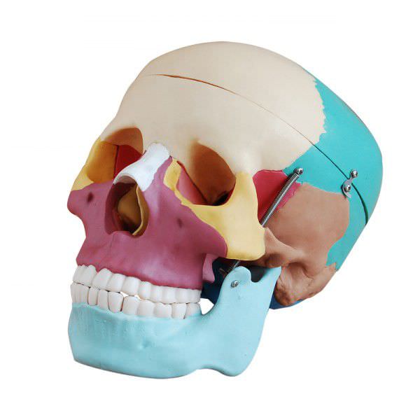 Skull anatomical model / articulated YA/L021F YUAN TECHNOLOGY LIMITED