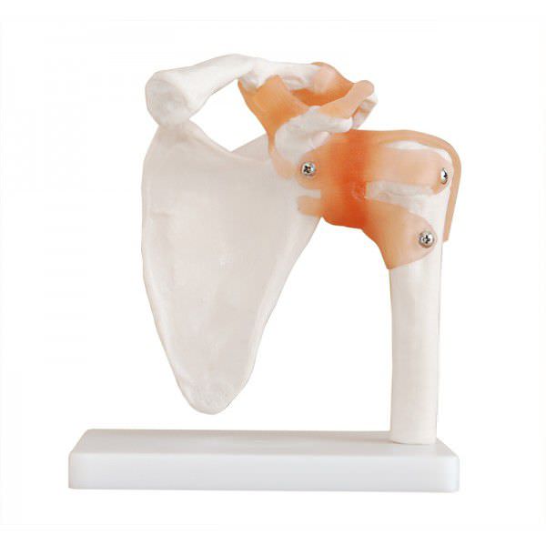 Shoulder anatomical model / joints YA/L041 YUAN TECHNOLOGY LIMITED